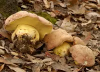 Butter Bolete