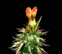 Euphorbia viguieri (Euphorbia viguieri) plant