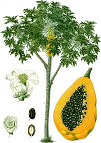 papaya