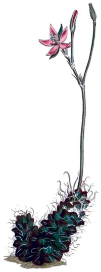 Anacampseros filamentosa (Anacampseros filamentosa) plant