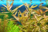 Hygrophila polysperma yellow