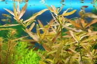 Hygrophila polysperma yellow