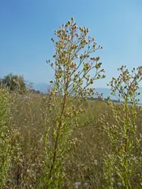 mare's tail