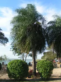 Macaw palm (Acrocomia aculeata) plant