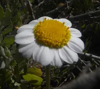 Sea Chamomile