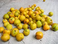 manzanita tejocotera