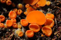 Byssonectria terrestris