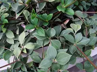 peperomia