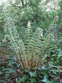 Soft Shield Fern