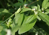 Joseph's coat plant