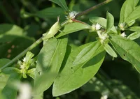 Joseph's coat plant