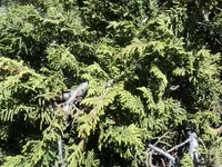 Mexican Juniper (Juniperus monticola) plant