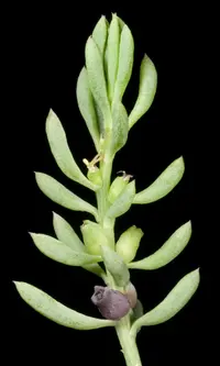 Coast Bonefruit (Threlkeldia diffusa) plant