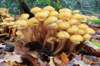 Honey Fungus
