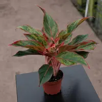 Aglaonema 'Creta' in the pot