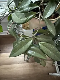 Wax Plant photo by a Botan App user