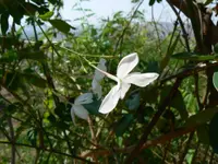 Common jasmine