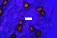 Ginkgo Spot