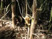 Spider-flower (Arachnitis uniflora) plant