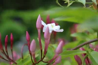 Pink Jasmine (Jasminum polyanthum) plant
