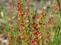 Sheep's Sorrel