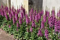 Foxglove