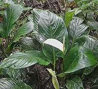 Spathe Flower