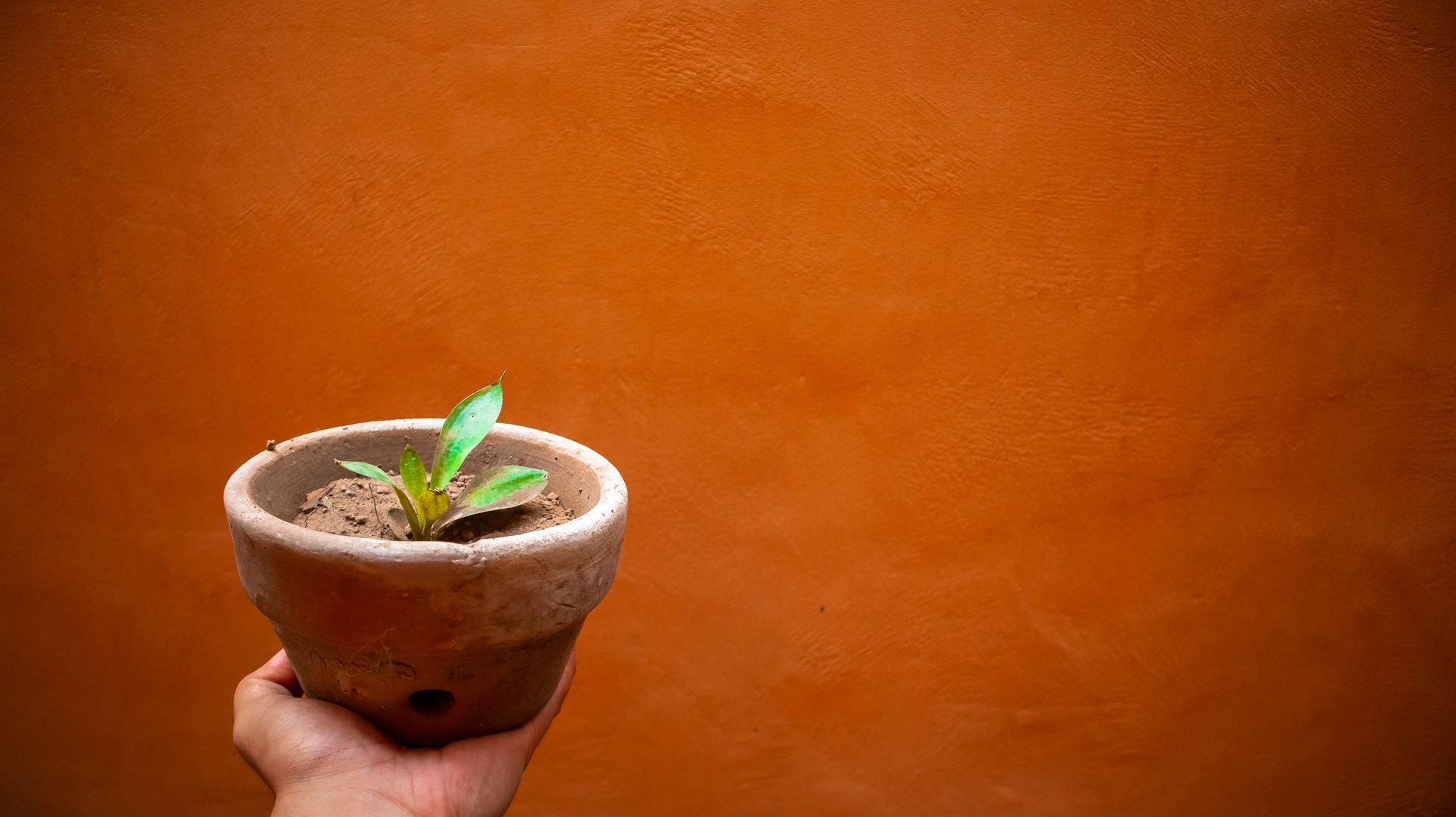 Pot Diameter vs. Depth: Why Both Matter