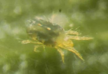 Grass Mites
