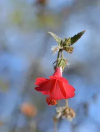 Poeppig's rosemallow (Hibiscus poeppigii) plant