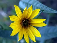 Maximilian sunflower