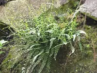 maidenhair spleenwort (Asplenium trichomanes) plant