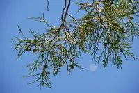arar tree