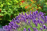 French lavender