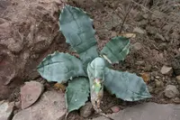 mescal ceniza