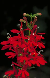 Cardinal flower (Lobelia cardinalis) plant