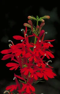 Cardinal flower (Lobelia cardinalis) plant