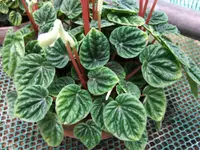 Emerald-Ripple Peperomia (Peperomia caperata) plant
