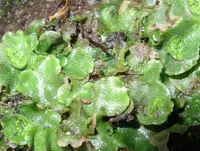 Crescent-cup liverwort