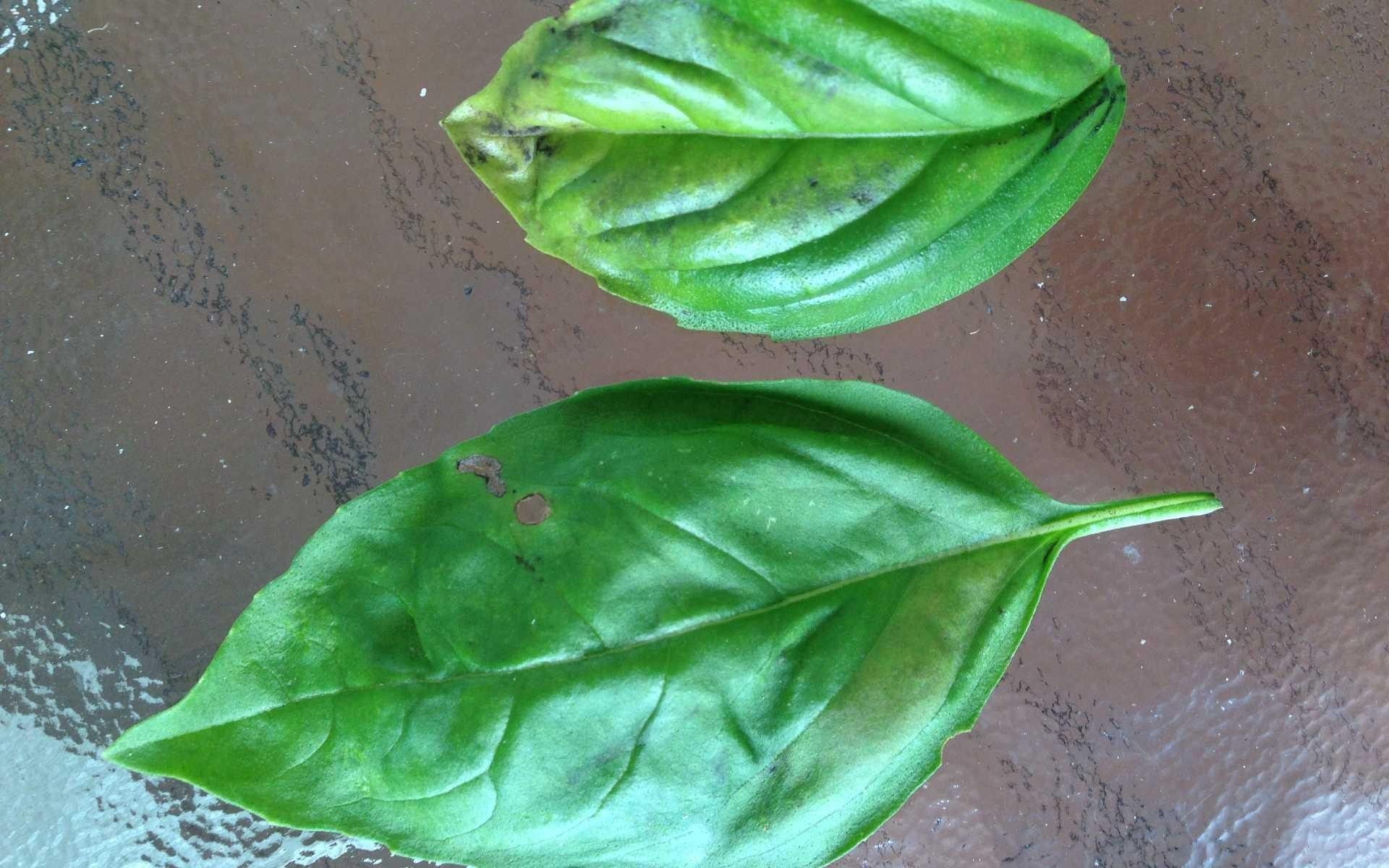 Leaves