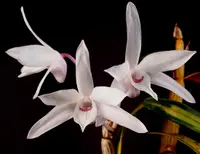 Japanese Stone Orchid