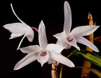 Japanese Stone Orchid