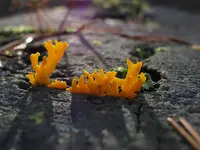 Calocera furcata