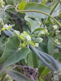 Araujia brachystephana