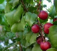 hollyleaf cherry