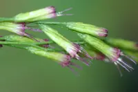 Acanthostyles buniifolius (Acanthostyles buniifolius) plant