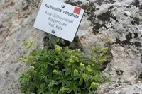 Silver Lady's-mantle