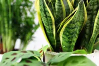 Dracaena trifasciata 'Futura Superba' plant
