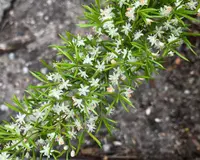 Asparagus densiflorus blooms