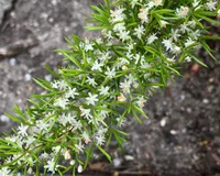 Asparagus densiflorus blooms